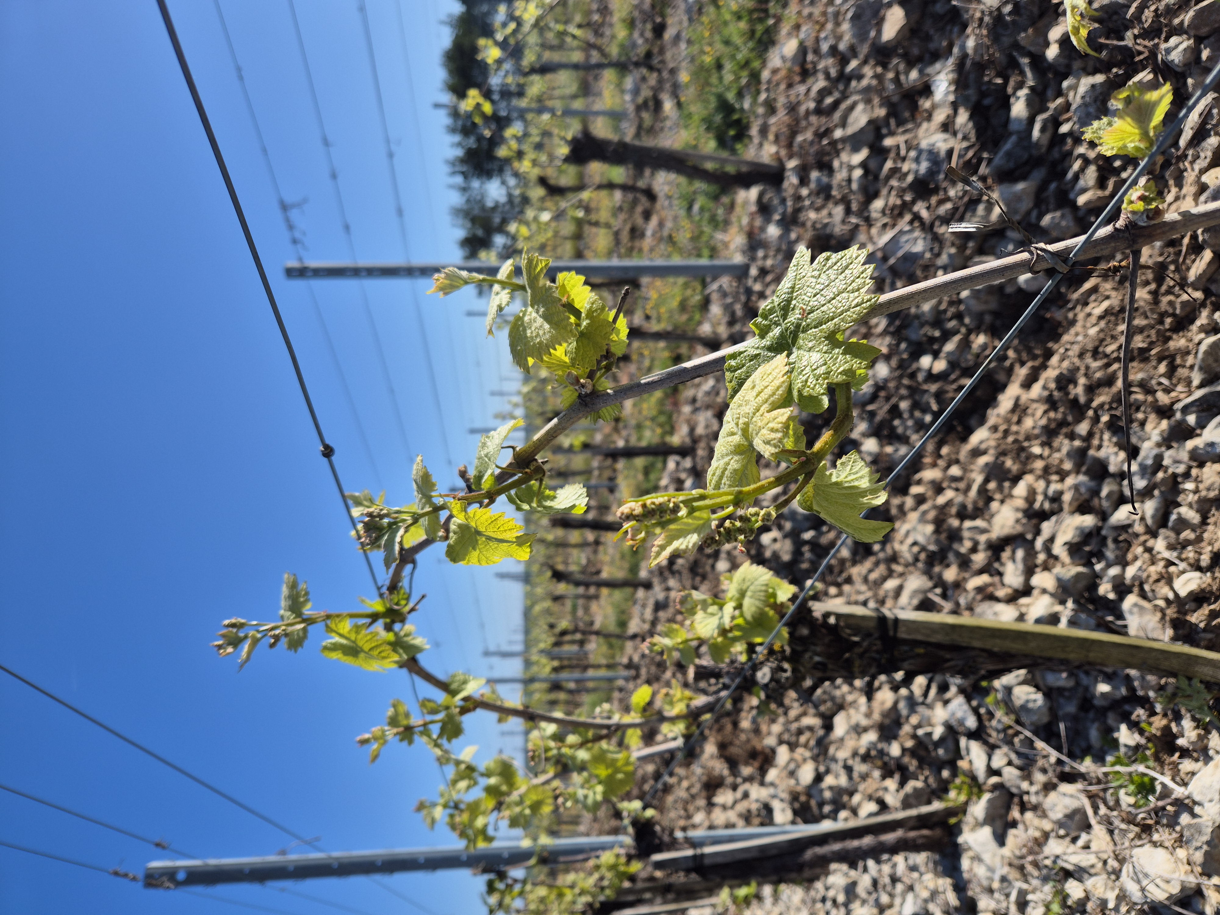 Vignoble Louis Bouillot