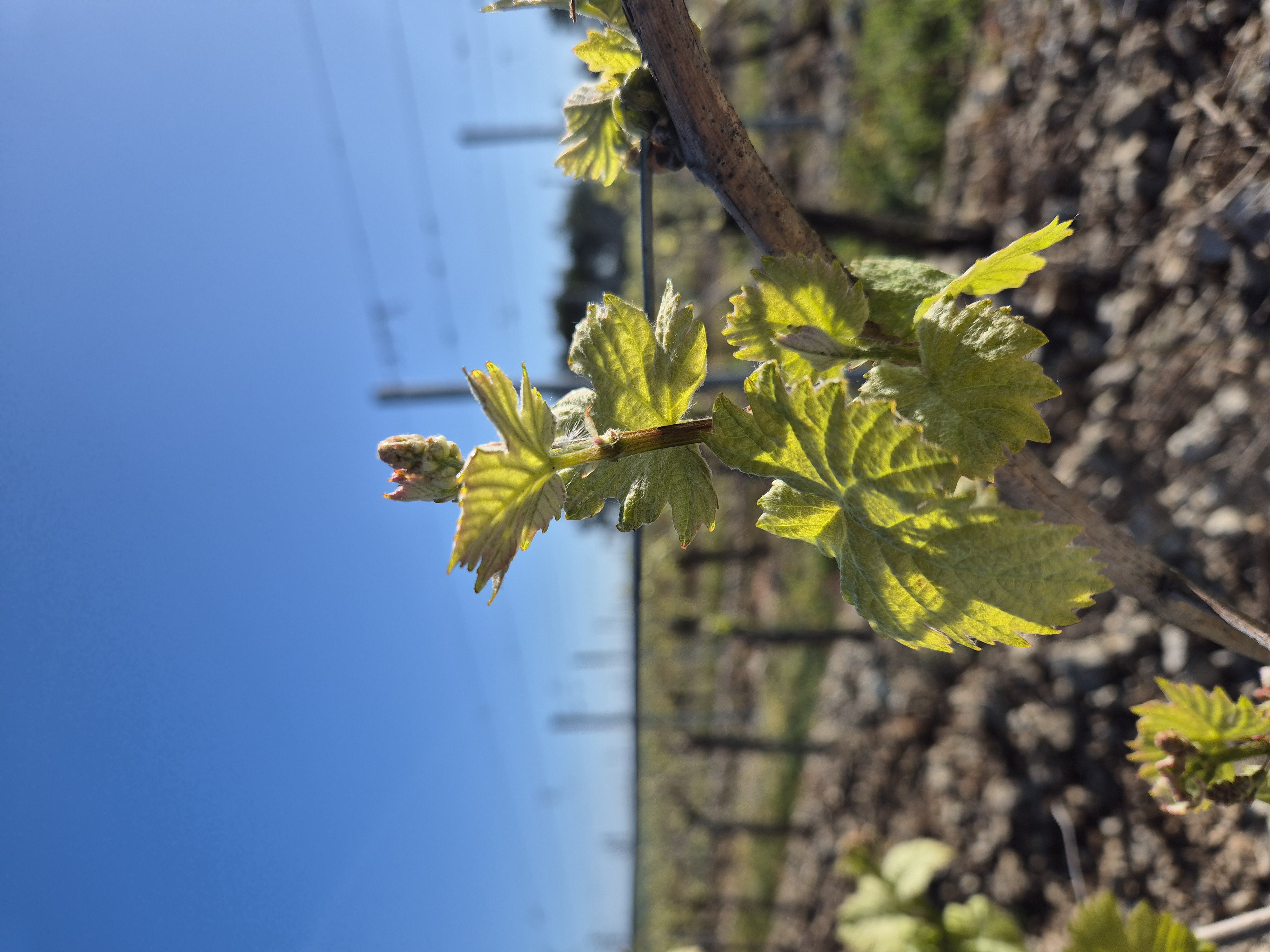 Vignoble Louis Bouillot Molesme