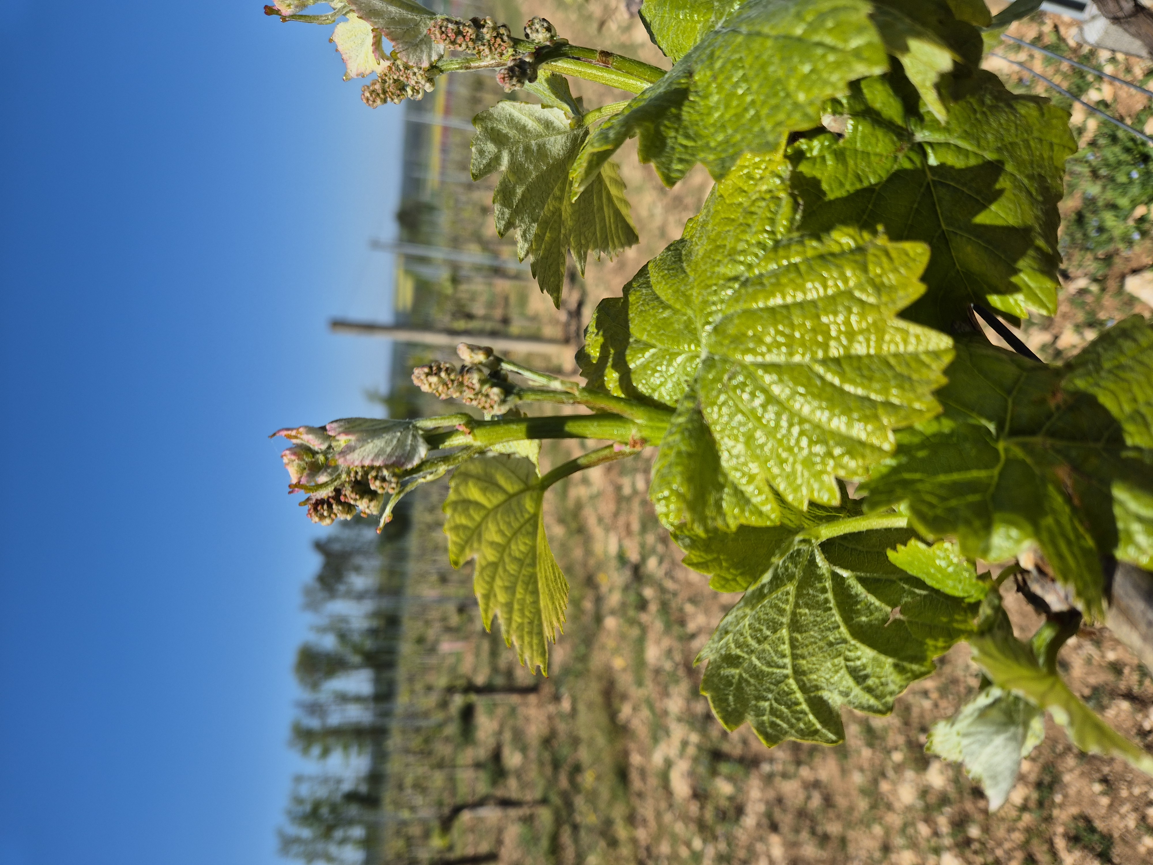 Cycle V&eacute;g&eacute;tatif Vigne