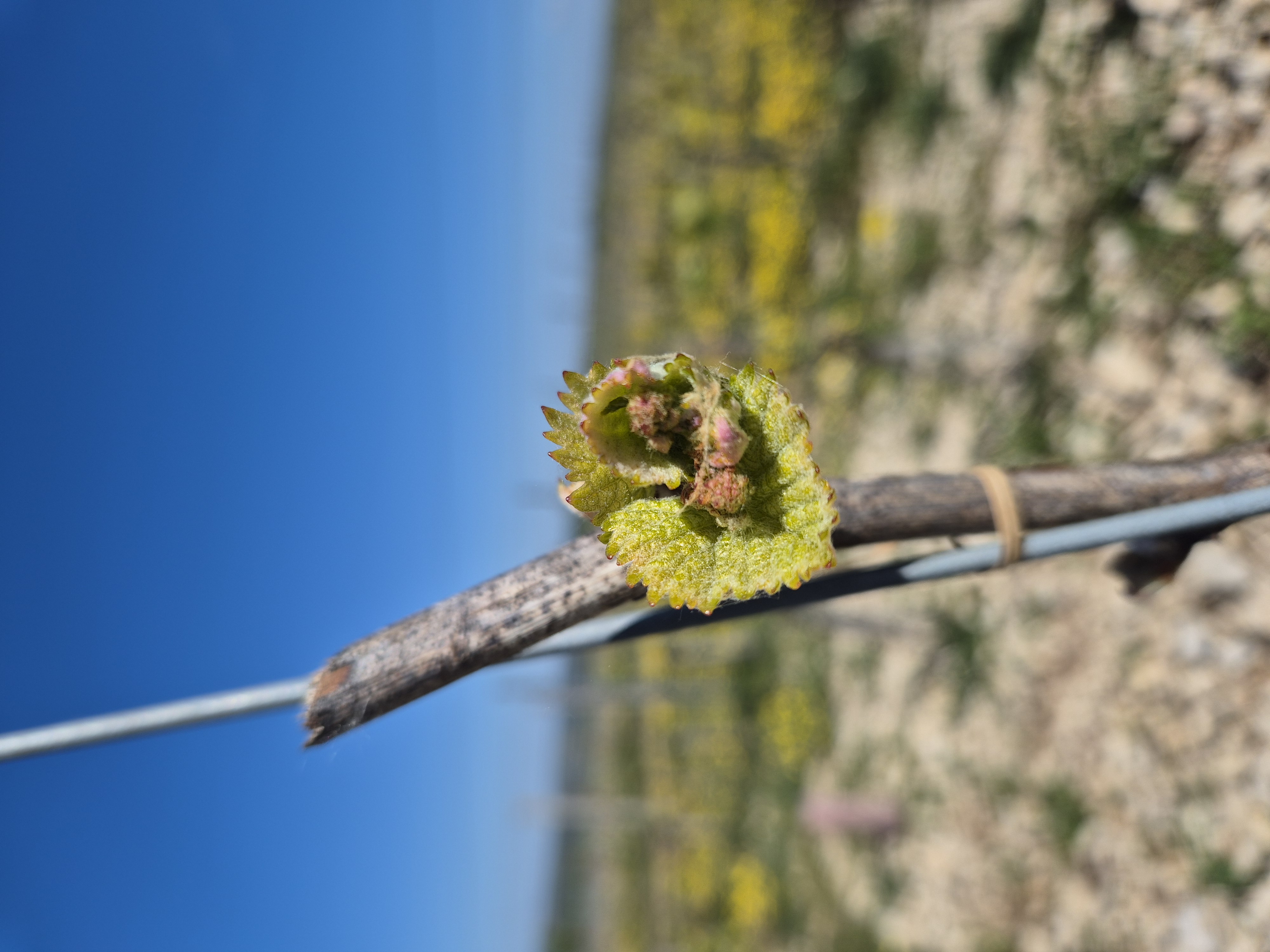 Travail au Vignoble Bourgogne